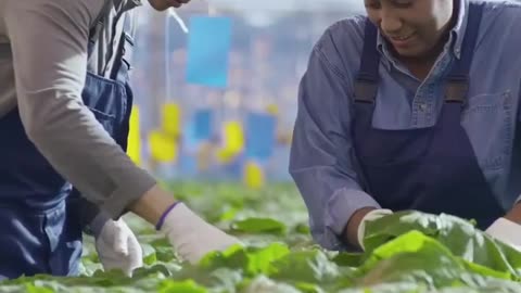 MOST OF THE FOODS WE HAVE IN THE SUPERMARKETS TODAY DO NOT LOOK OR TASTE LIKE THEY USE TO