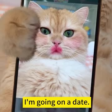 When Cat starts Make-up... Funny video control your laugh