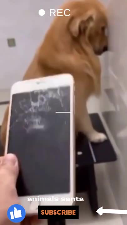 dog feel guilty for damaged iphone