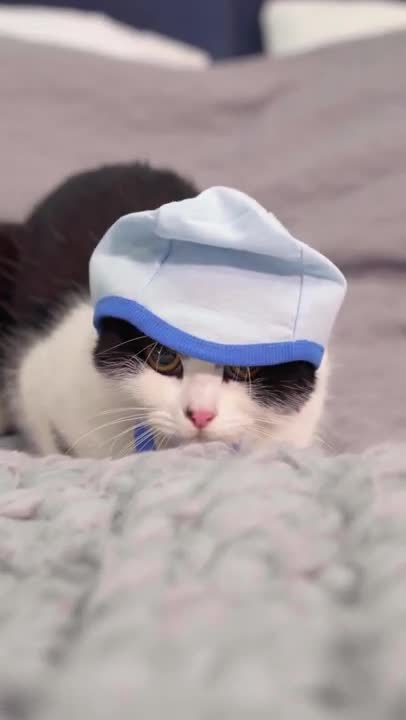 The Cat Going Backwards ।। Funny Cat Looking Shy#Shorts