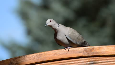 A beautiful dove stands alone