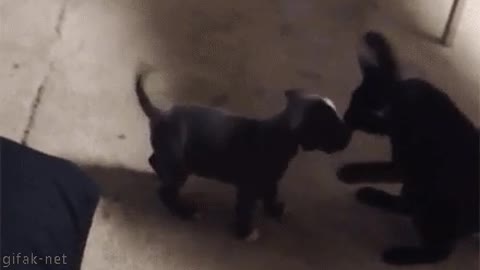 When dog learn martial cats