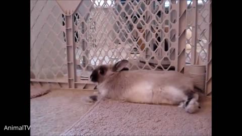 Cute bunnies to relax your anxiety