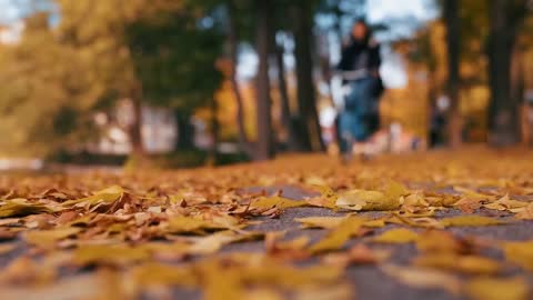 Enchanting Autumn Forests with Beautiful Piano Music