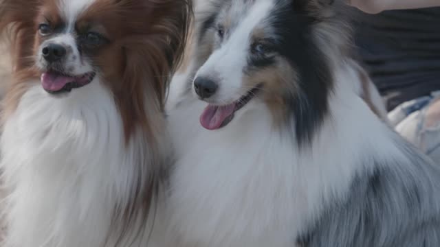 Women vs 2 dogs