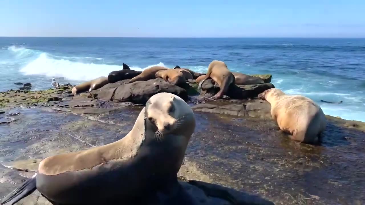 La Jolla Cove in San Diego, California