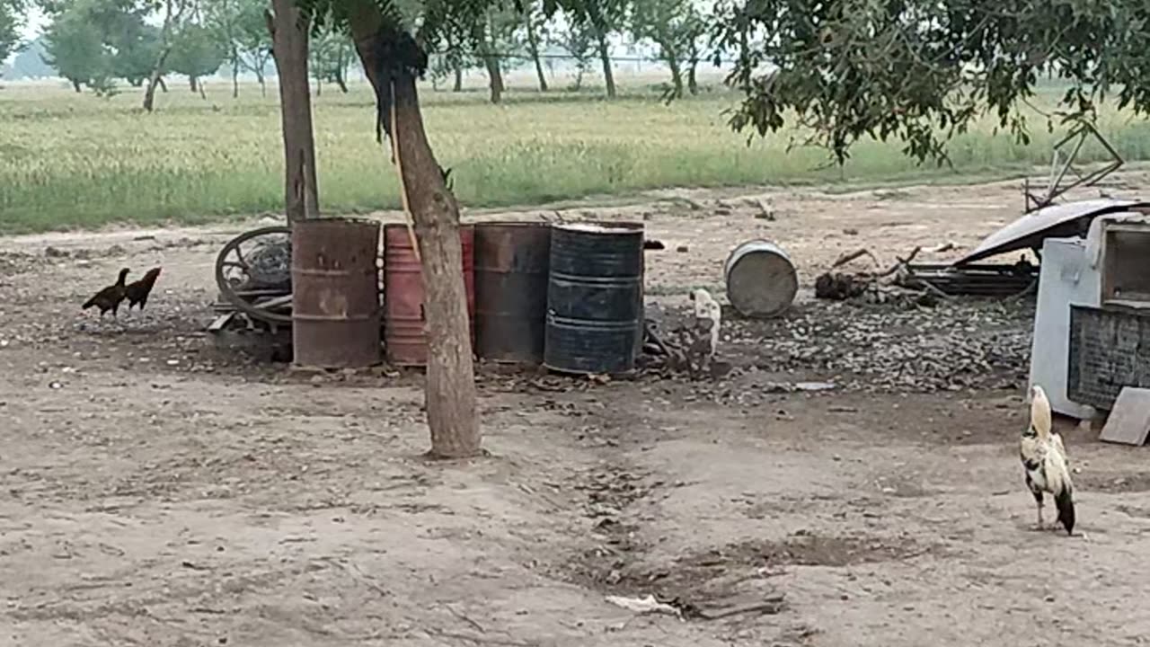 Hens enjoying in rainy weather