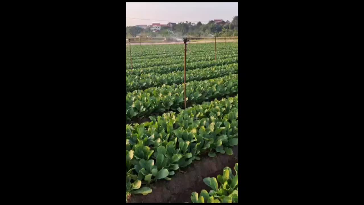 Israel Has The World's Most Developed Agricultural Technology - Puppy