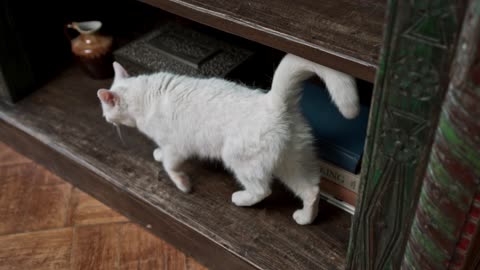 A White Cat On The Book Shelves