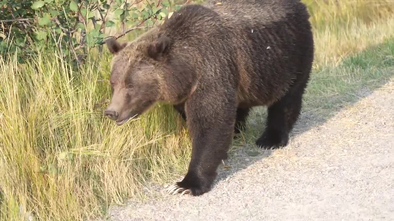 Grizzly Bear 399 looking happy and healthy in the fall of