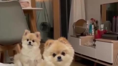 Puppy cuties head dancing!!!