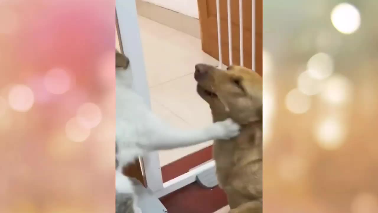 Super funny animals video | cat and dog