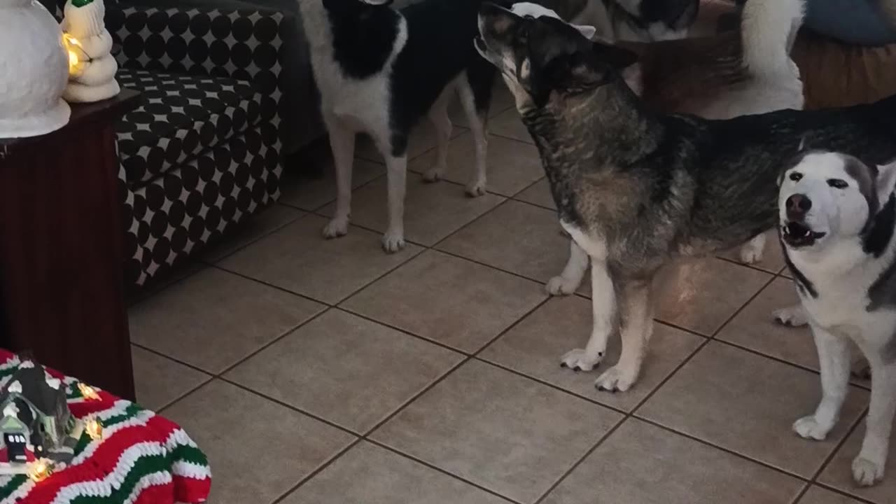 Thirteen Huskies Howl Together