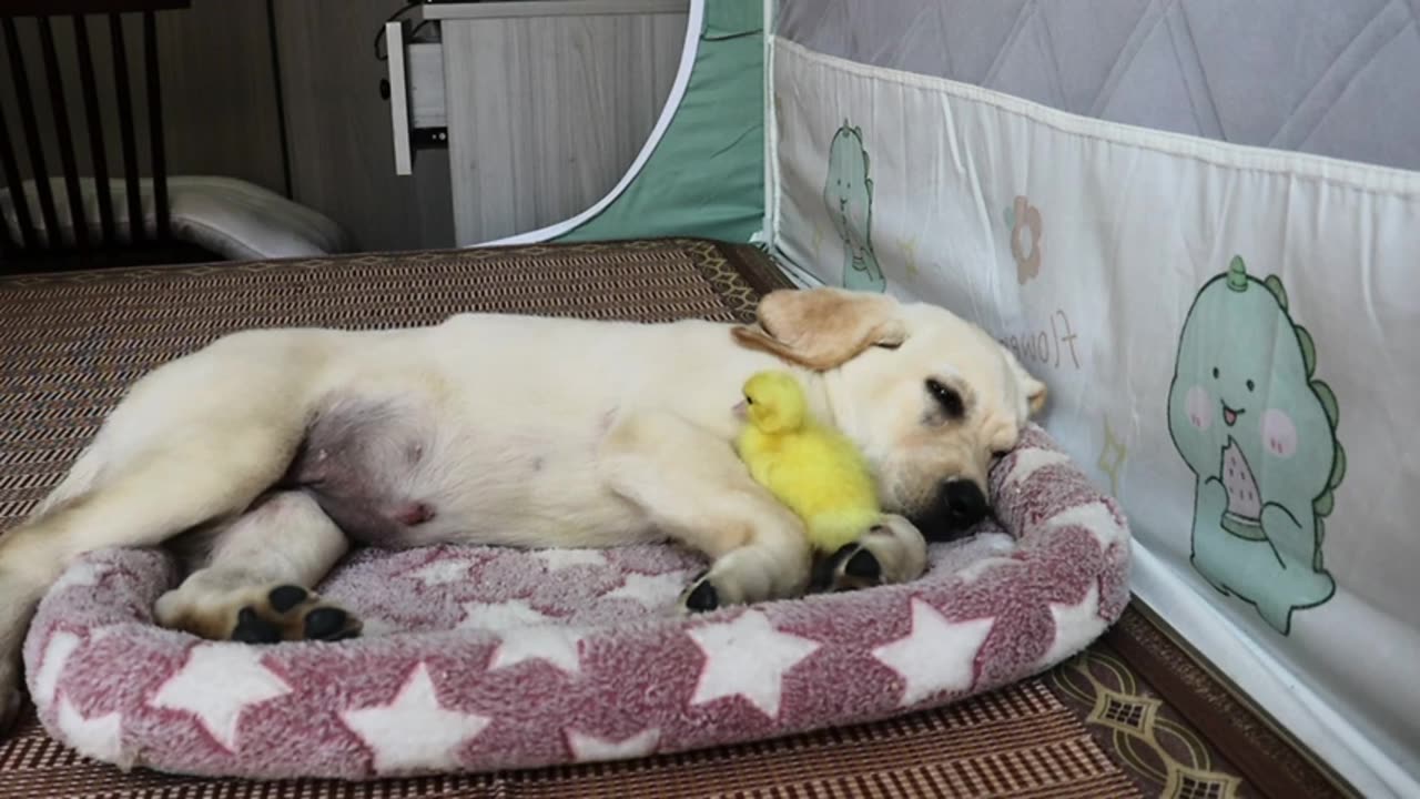 The process of the puppy inviting the duckling to sleep together is very cute