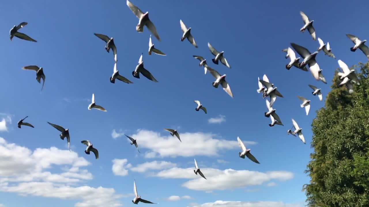 Pigeons Flock Flying Birds Flight Nature Wings