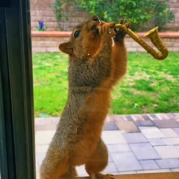 #SomeFeelGood - Squirrel Saxophone 🎷