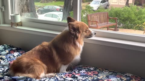 Corgi enjoying the view