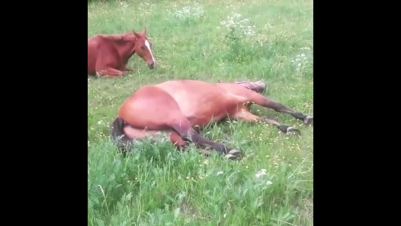 Cute And Funny Horse Videos