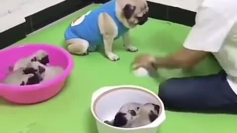 Betting with your Dog **1 min.**