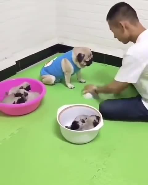 Betting with your Dog **1 min.**