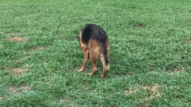 German Sheperd play hunting at the park