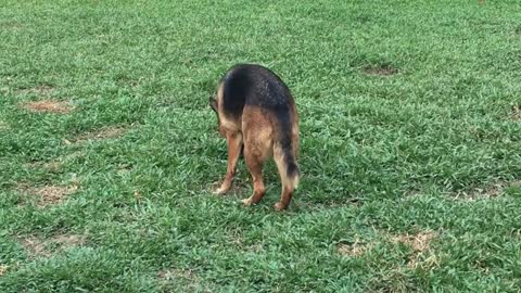 German Sheperd play hunting at the park