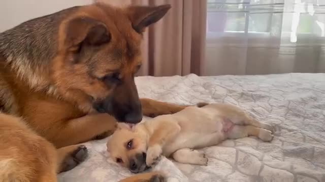 German Shepherd and Puppy Friendship