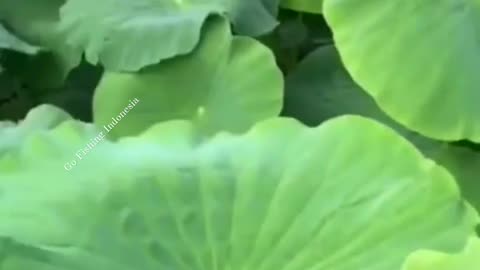 This is a beautiful and charming water-dwelling species