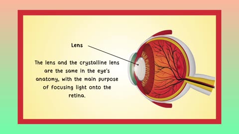 Anatomy of Eye