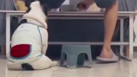 Dog playing with their owner