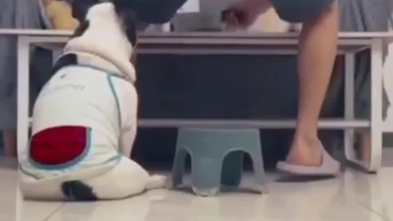 Dog playing with their owner