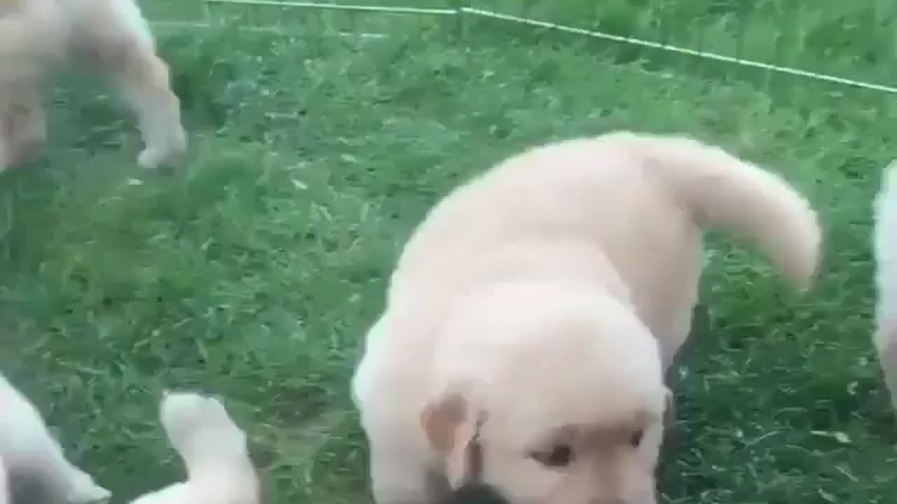 So Cute puppies 🥰 |Funny animal videos| try not to laugh