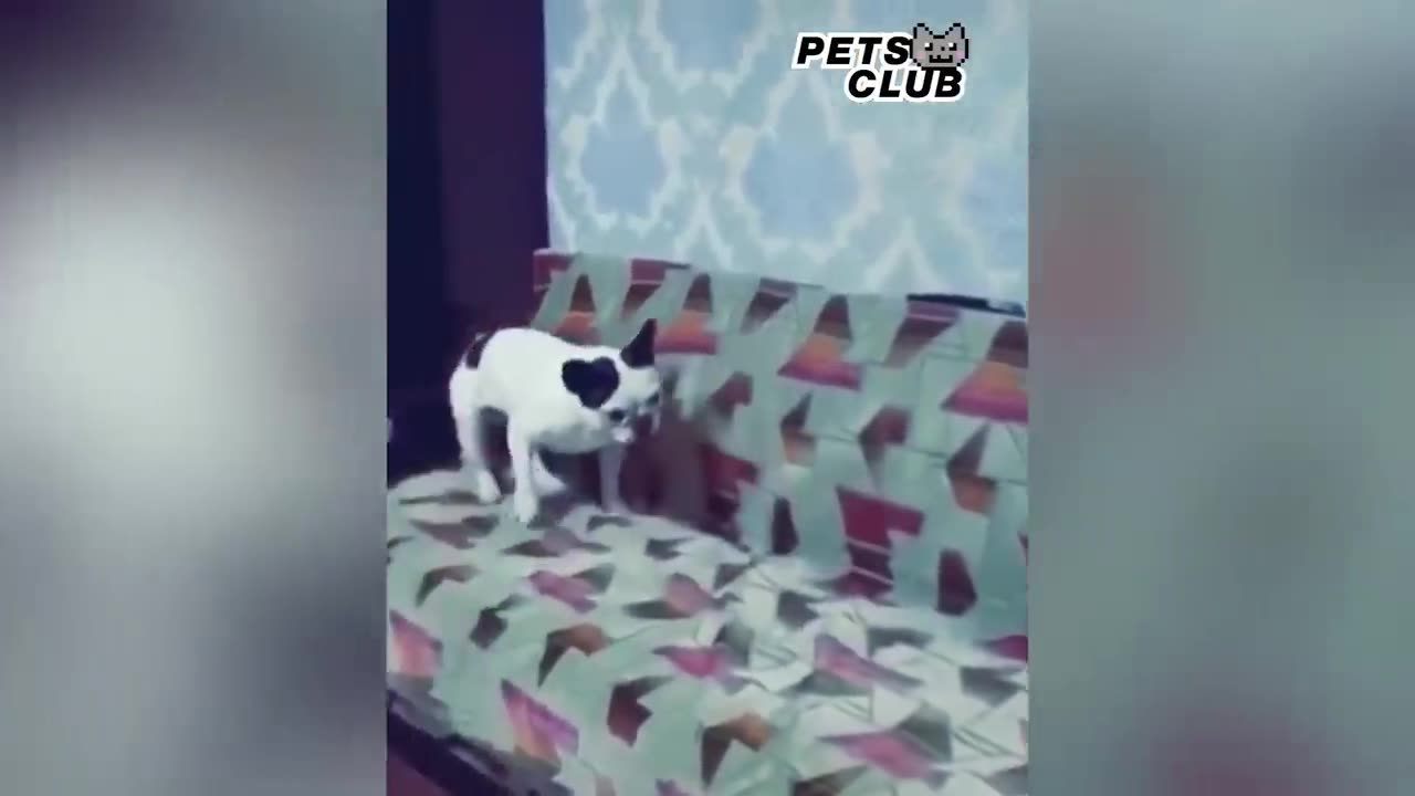 Funniest Animals 2020 Compilation - Awesome Funny🐶 Dogs and 😻 Cats