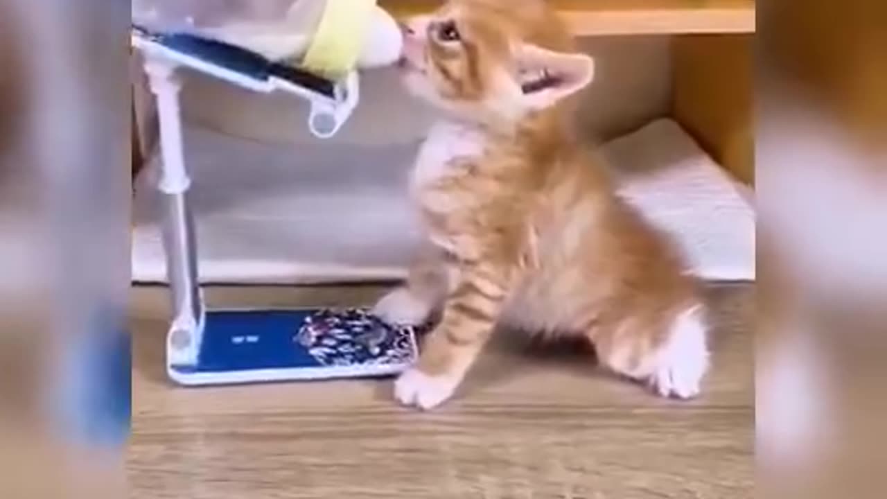 Baby Cats- Cute & Funny Cat Videos Compilation | Cat Videos