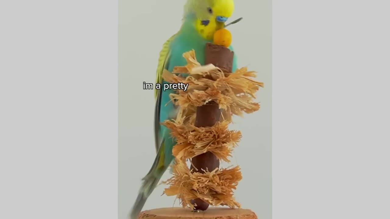 Parakeet sandwich 🥪