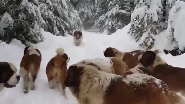 Large St. Bernard Family On a Snow Hike in the Mountain