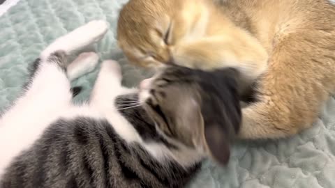 Such naughty and cute two kittens. bite each other everyday