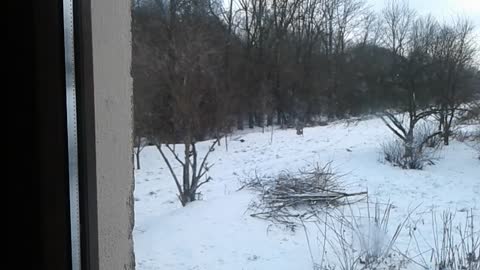 O bażantach