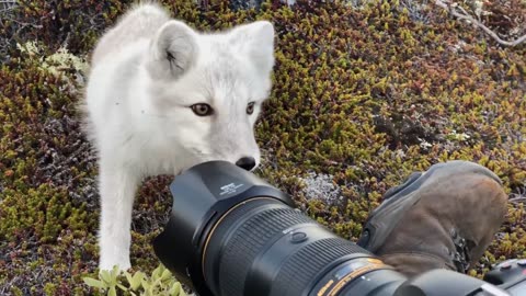 Encounter a young wild white Arctic Fox in Greenland