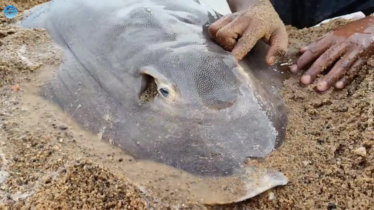 Underground Alive Fish Come Out River Flowing Water Boy Meet & Catch Stuck Big Monster In Hole