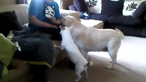 Messing with dogs