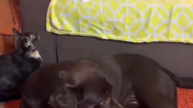 Funny animals