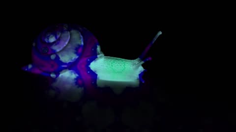 glowing snail