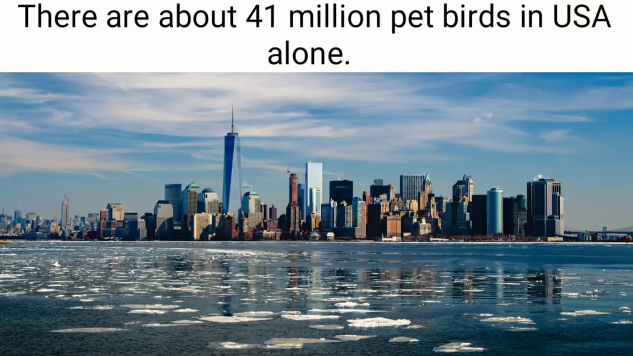 Facts about birds