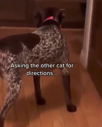 Whoa, where did the cat go