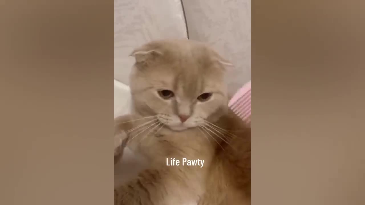 Funniest Animals 2023 π Funniest Cats and Dogs πΊπΆ