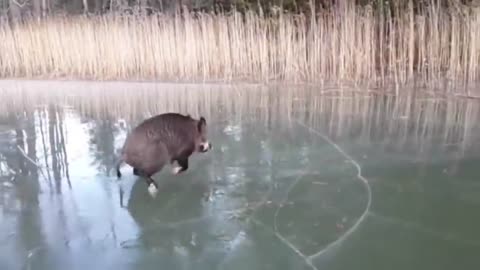 Wild boar, on ice)