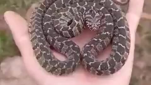 Mesmerizing Strike