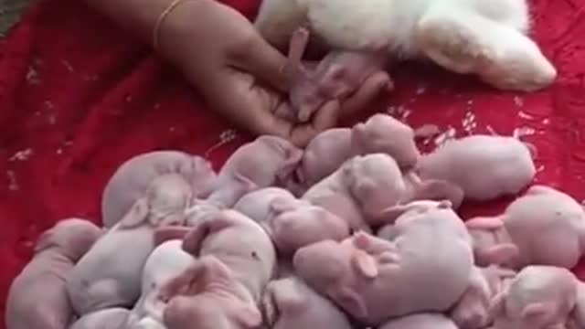 Rabbit gives birth to a baby.