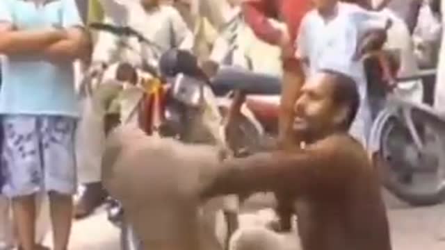 Fight between dog and monkey